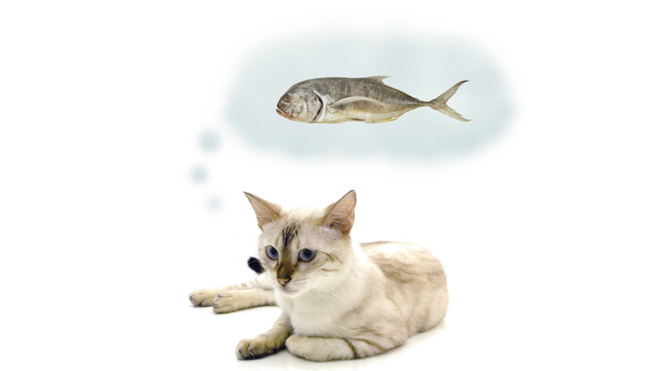 catfish