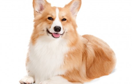 A golden and white Corgi resting comfortably.