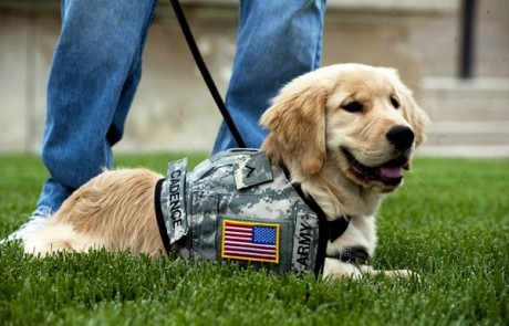 A golden retriever, Cadence, in a camo service dog vest. Cadence is a member of the Warrior Transition Brigade Service Dog Training Program.