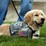 A golden retriever, Cadence, in a camo service dog vest. Cadence is a member of the Warrior Transition Brigade Service Dog Training Program.